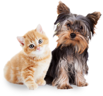 pets01